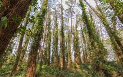 5 Dicas para se ter um ambiente biofílico (e uma coisa para não se fazer!)