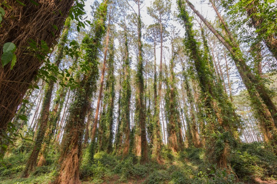 5 Dicas para se ter um ambiente biofílico (e uma coisa para não se fazer!)